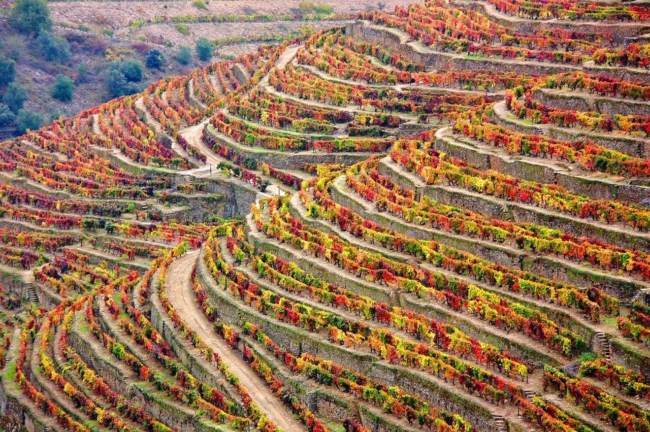 winery, douro, portugal